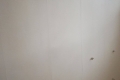 sus_01